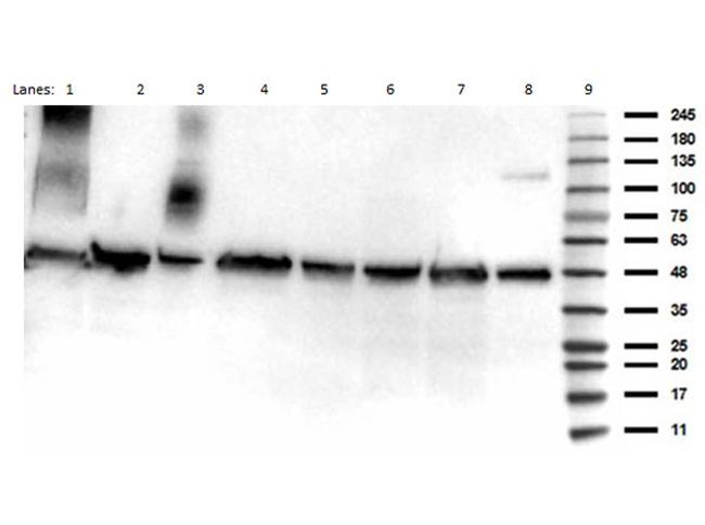 Acetyl-p53 (Lys292) Antibody in Western Blot (WB)