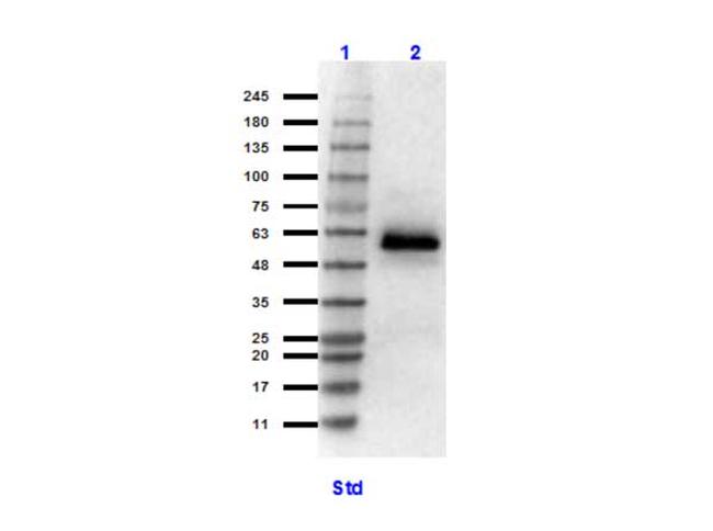 HSF1 Antibody in Western Blot (WB)