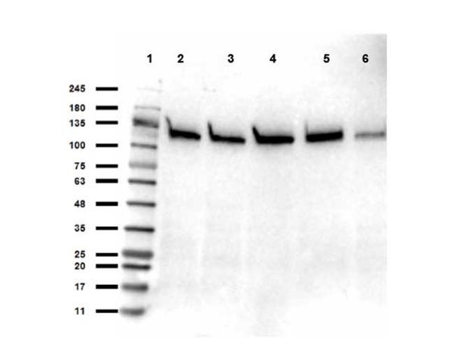 SIRT1 Antibody in Western Blot (WB)