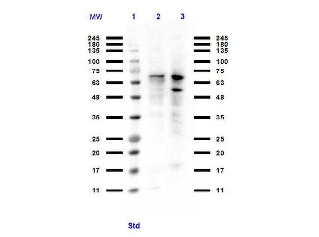 PIAS1 Antibody in Western Blot (WB)