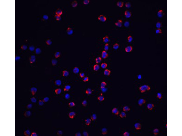 NALP3 Antibody in Immunocytochemistry (ICC/IF)
