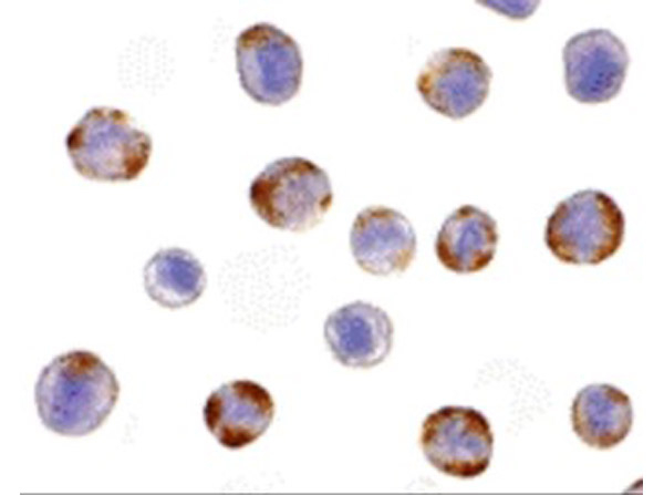 NOD2 Antibody in Immunocytochemistry (ICC/IF)