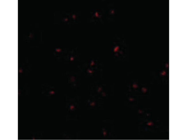 ORAI2 Antibody in Immunocytochemistry (ICC/IF)