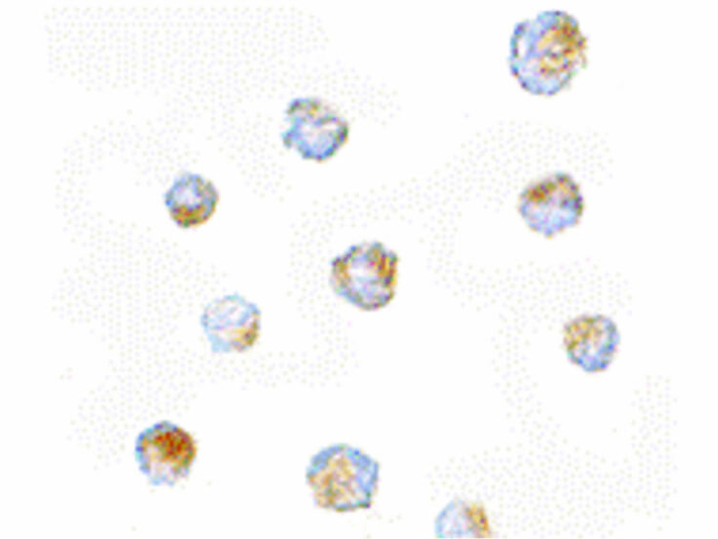 ORAI3 Antibody in Immunocytochemistry (ICC/IF)