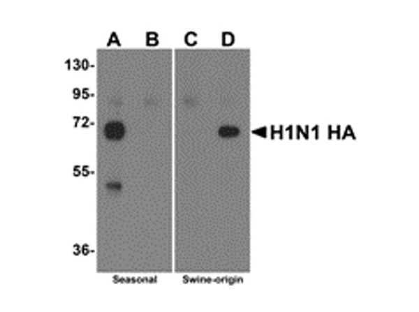 Swine H1N1 Hemagglutinin Antibody in Western Blot (WB)
