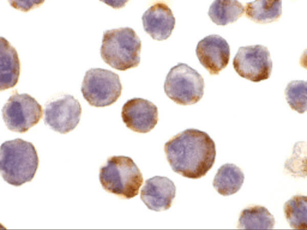 TACE Antibody in Immunocytochemistry (ICC/IF)