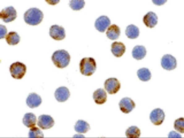 XBP-1 Antibody in Immunocytochemistry (ICC/IF)