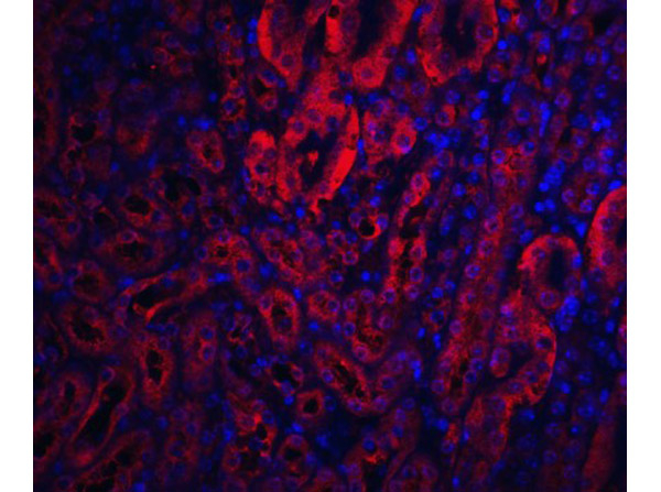 XIAP Antibody in Immunocytochemistry (ICC/IF)