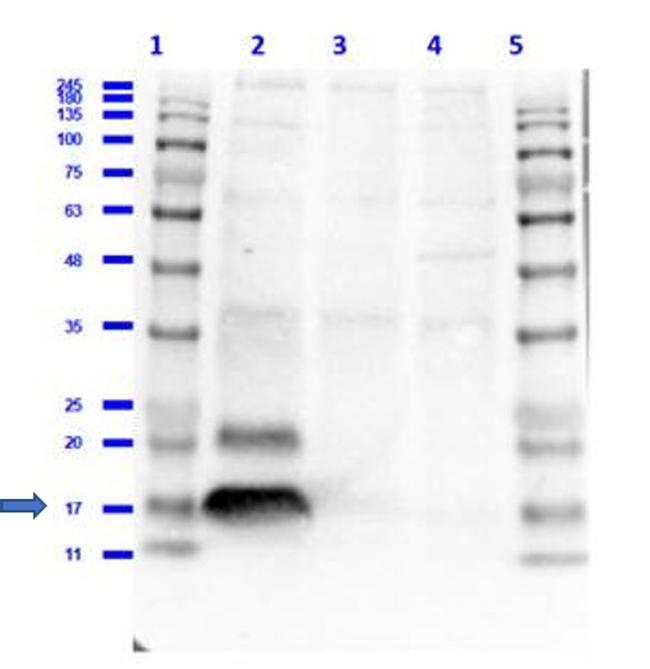 Phospho-Histone H2A.X (Ser139) Antibody in Western Blot (WB)