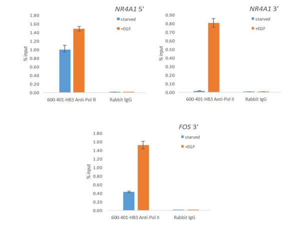 POL II Antibody in ChIP Assay (ChIP)