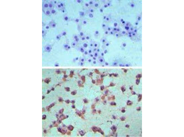 Edg6 Antibody in Immunocytochemistry (ICC/IF)