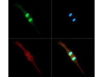 H3K4me2T3ph Antibody in Immunocytochemistry (ICC/IF)