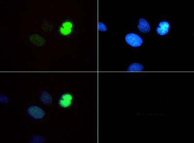H3K4me1T6ph Antibody in Immunocytochemistry (ICC/IF)