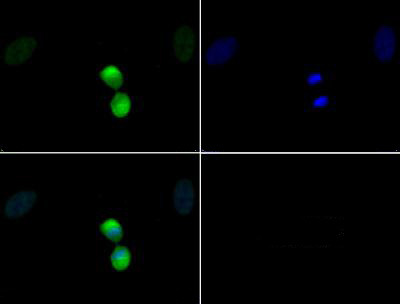 Phospho-Histone H3 (Thr11) Antibody in Immunocytochemistry (ICC/IF)
