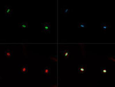 H3K36me1 Antibody in Immunocytochemistry (ICC/IF)