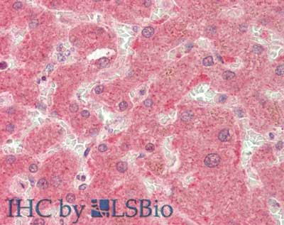 PI4K beta Antibody in Immunohistochemistry (Paraffin) (IHC (P))