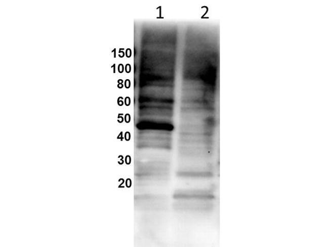Gata1 Antibody in Western Blot (WB)