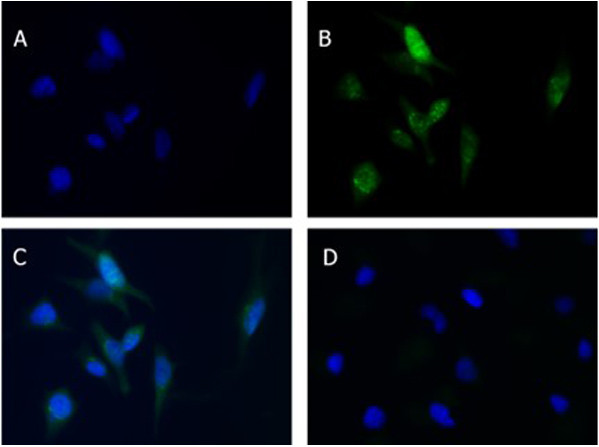 Beclin 1 Antibody in Immunocytochemistry (ICC/IF)