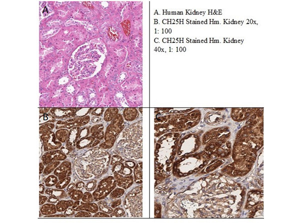 CH25H Antibody in Immunohistochemistry (IHC)
