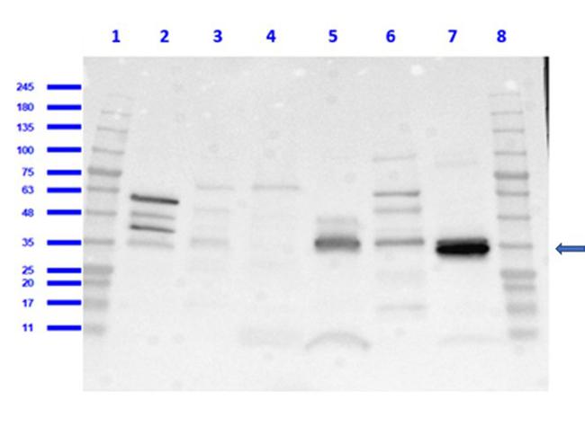 CD68 Antibody in Western Blot (WB)