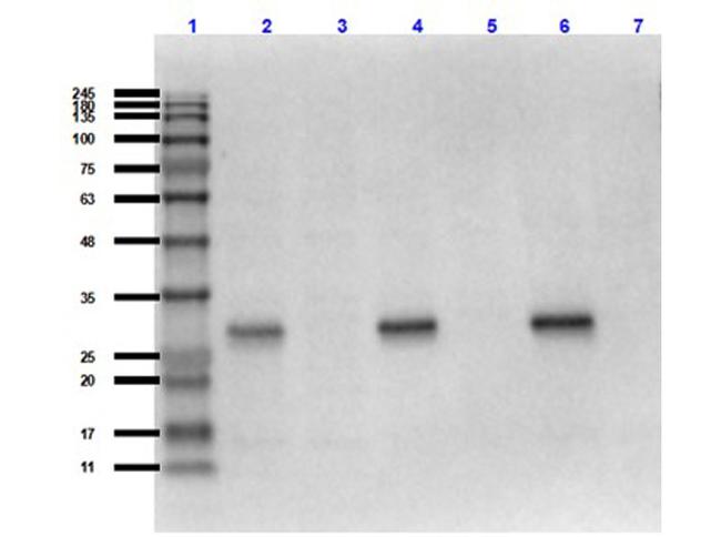 mCherry Antibody in Western Blot (WB)