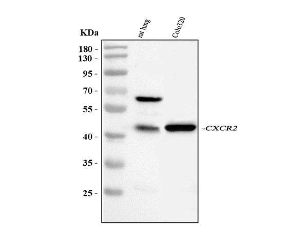 CXCR2 Antibody in Western Blot (WB)