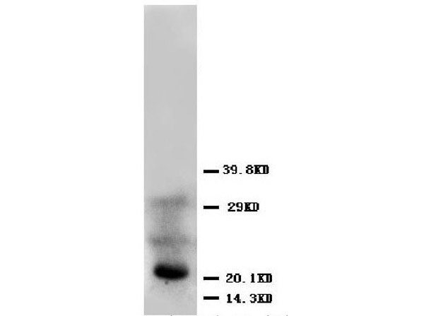 FGF4 Antibody in Western Blot (WB)
