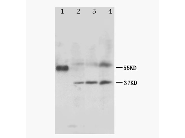 MRGPRC/SNSR Antibody in Western Blot (WB)