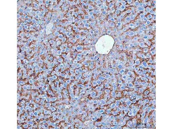 SLC10A1 Antibody in Immunohistochemistry (Paraffin) (IHC (P))