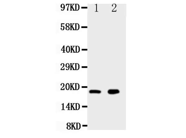 Ly6al Antibody in Western Blot (WB)