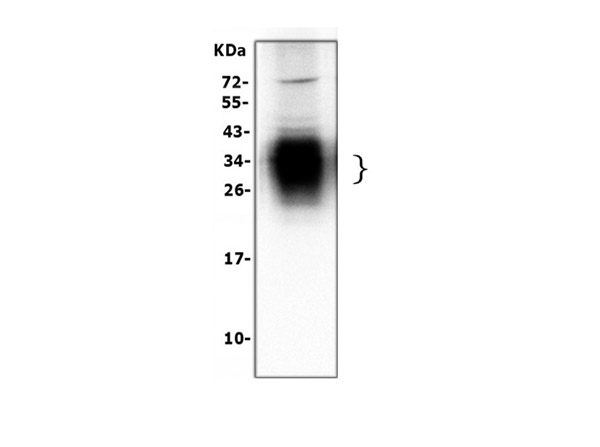 SP-A Antibody in Western Blot (WB)