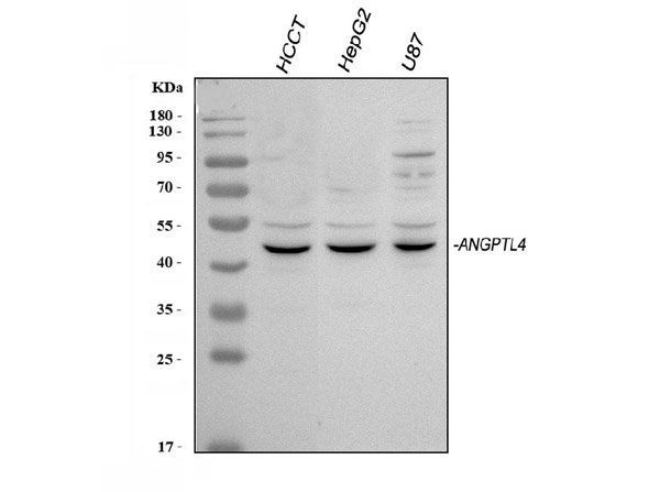 ANGPTL4 Antibody in Western Blot (WB)