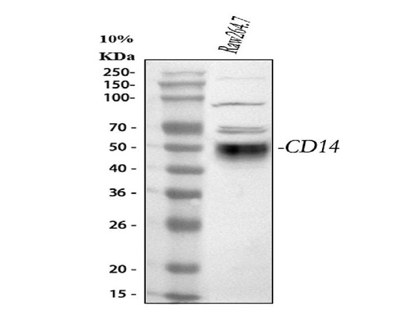 CD14 Antibody in Western Blot (WB)