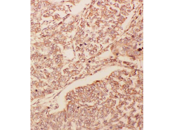 GDNF Antibody in Immunohistochemistry (Paraffin) (IHC (P))