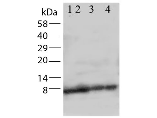 Apelin Antibody in Western Blot (WB)