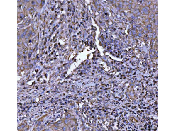 NLRP3 Antibody in Immunohistochemistry (Paraffin) (IHC (P))