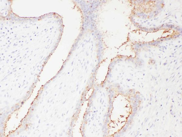 SLC22A6/OAT1 Antibody in Immunohistochemistry (Paraffin) (IHC (P))