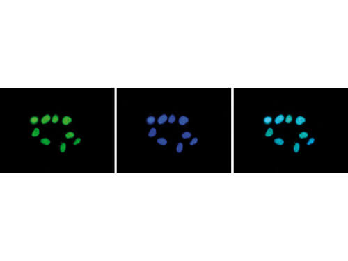 Histone H3 K27me2 Antibody in Immunocytochemistry (ICC/IF)