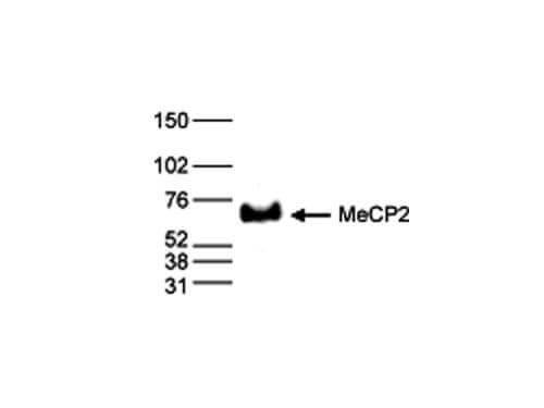 MeCP2 Antibody in Western Blot (WB)