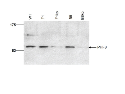 PHF8 Antibody in Western Blot (WB)
