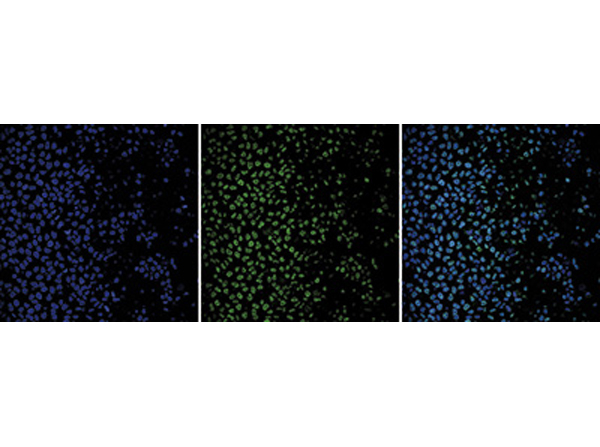 Histone H4 pan Antibody in Immunocytochemistry (ICC/IF)