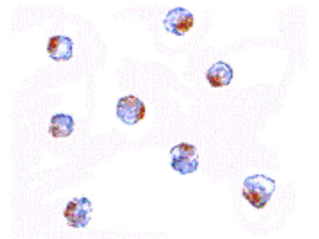 AAK1 Antibody in Immunocytochemistry (ICC/IF)