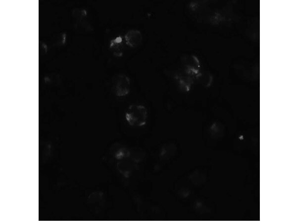 ABCA7 Antibody in Immunocytochemistry (ICC/IF)