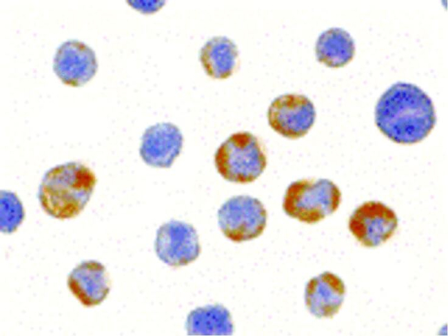 AES Antibody in Immunocytochemistry (ICC/IF)