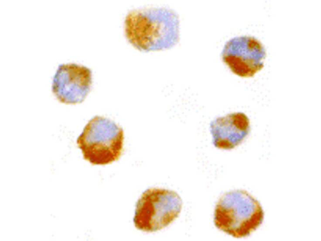 AES Antibody in Immunocytochemistry (ICC/IF)