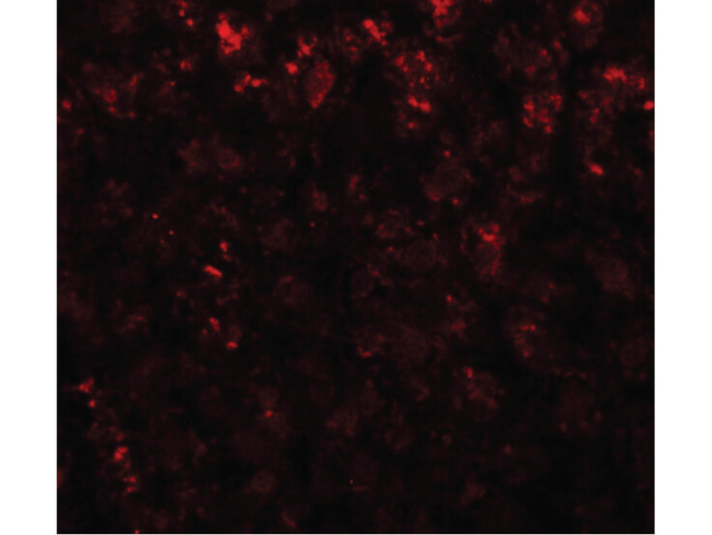AFP Antibody in Immunocytochemistry (ICC/IF)