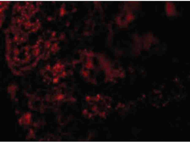 AGTR1 Antibody in Immunocytochemistry (ICC/IF)