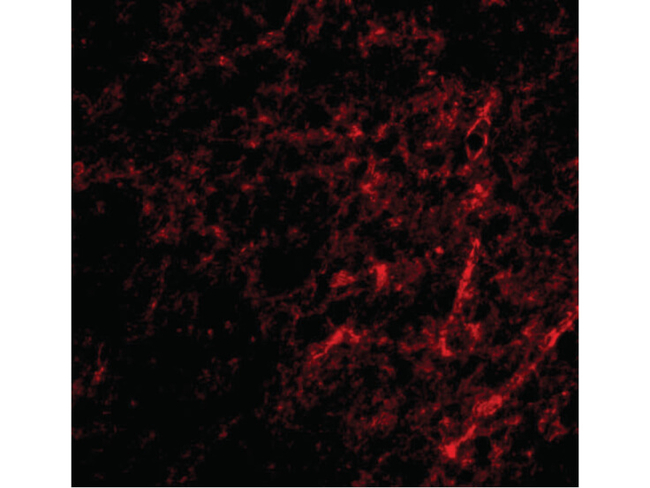 AIFM3 Antibody in Immunocytochemistry (ICC/IF)