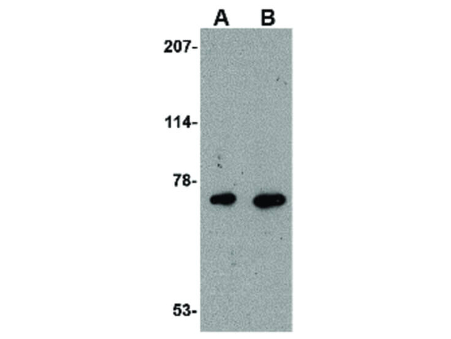 AIFM3 Antibody in Western Blot (WB)