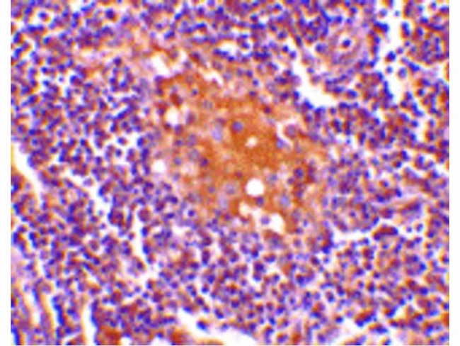 AIM Antibody in Immunohistochemistry (Paraffin) (IHC (P))